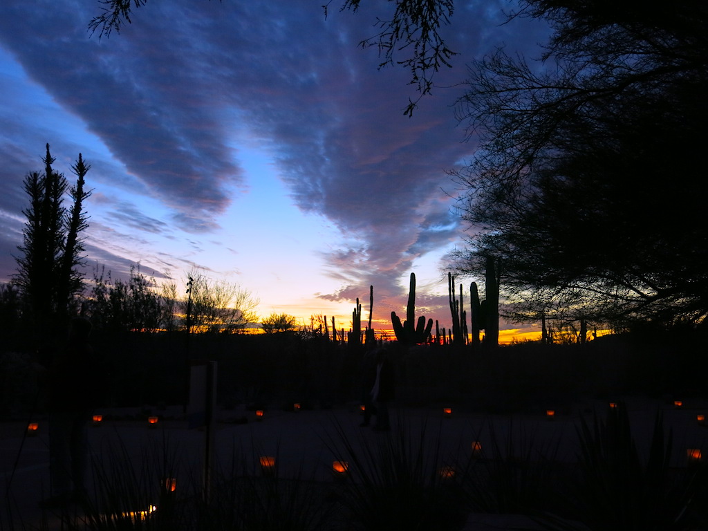 Desert Botanical Garden at sunset © MRNY