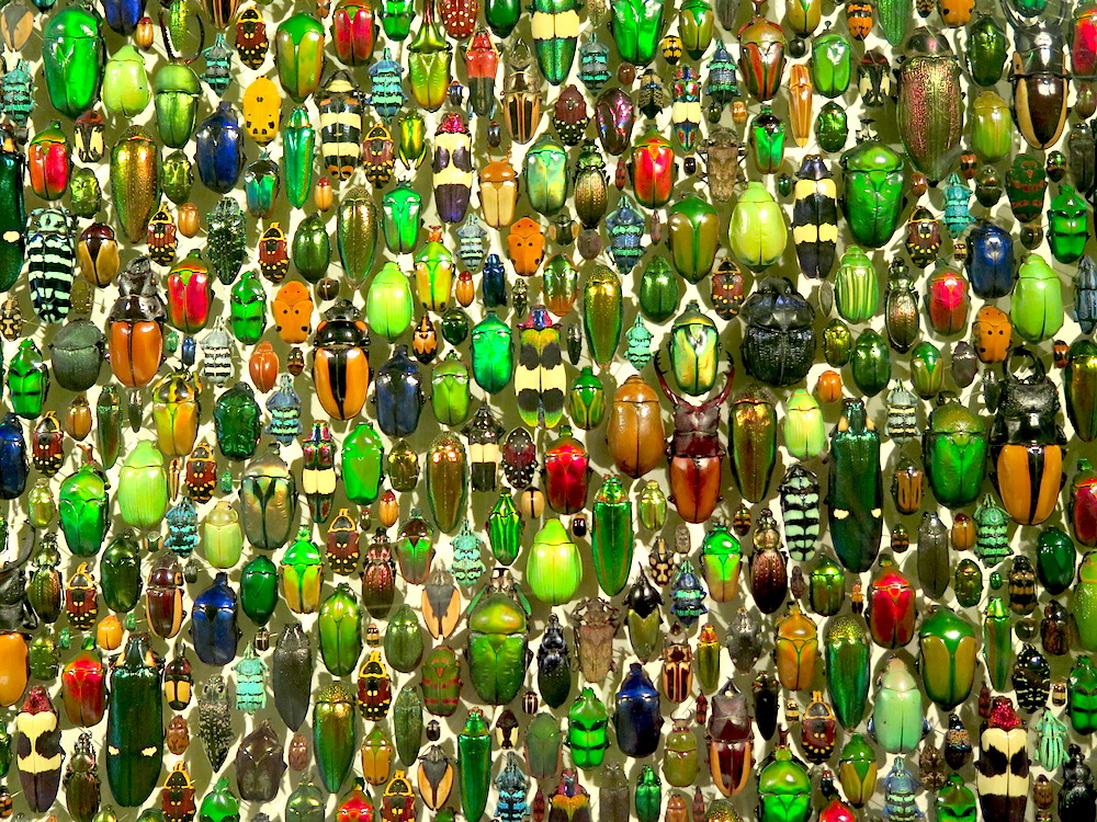 Beetles of the world at the Insectarium © MRNY