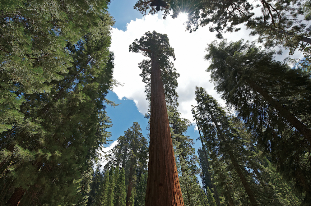 ©DNC Parks & Resorts at Yosemite, Inc.