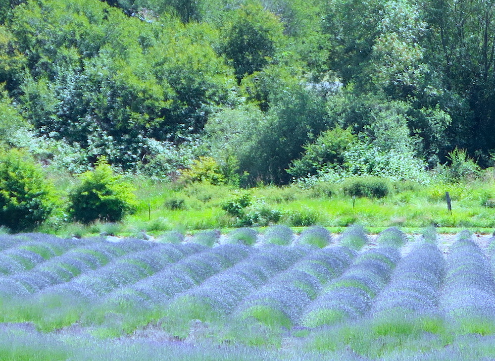 At Pelindaba Lavender Farm, located outside of Friday Harbor, purple blossoms fragrance the breeze at the 20-acre organic lavender farm. ©MRNY 