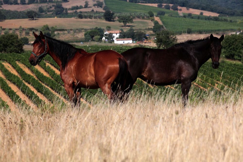 ©Morellino di Scansano