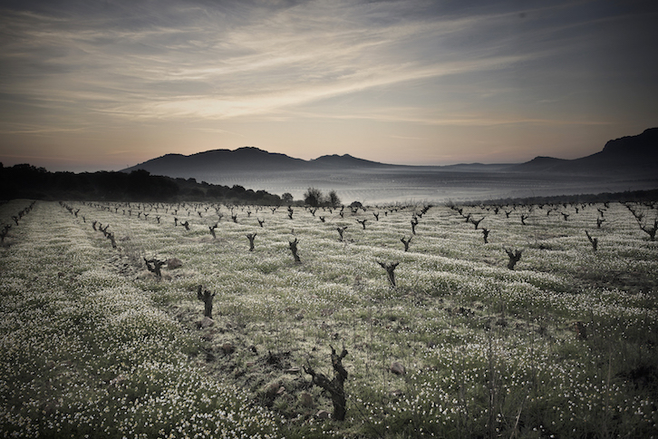 BODEGA PAGO LOS BALANCINES