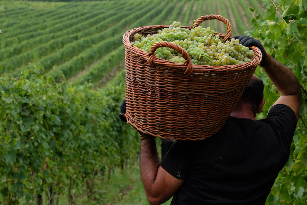 Velenosi ©Velenosi Ascoli Piceno